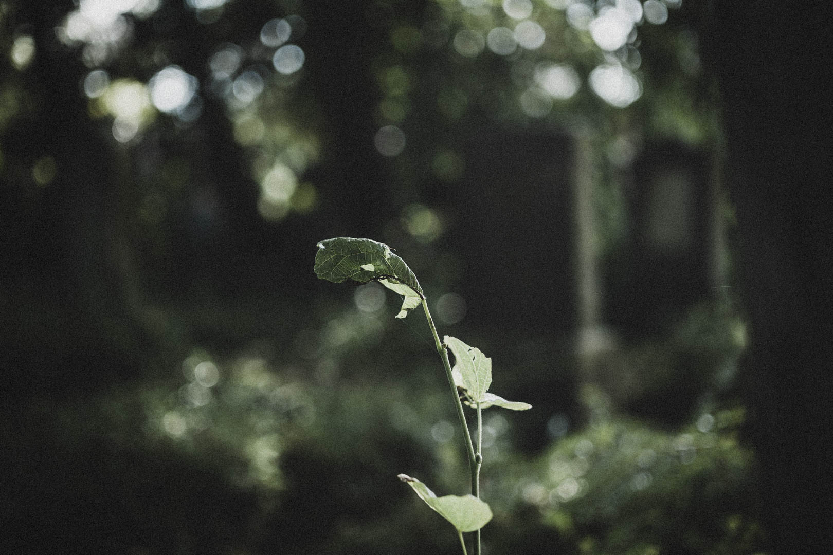 Wittmund, Jüdischer Friedhof